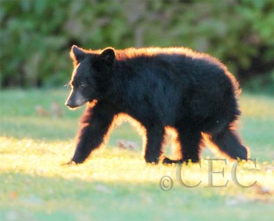 Cub on the move  AEZ28560 copy.jpg