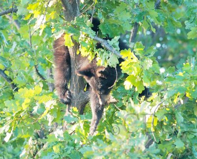 Cub hunting acorns 1/2  AEZ28849 copy.jpg