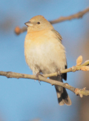 Female Lazuli Bunting, Yakima DPP_1029395.jpg