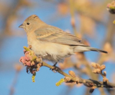 Female Lazuli Bunting, Yakima DPP_1029396.jpg