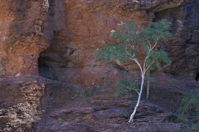 Trinedad Tree