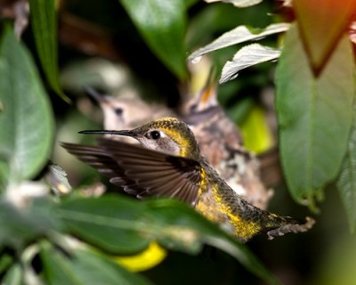 two-beaks-up