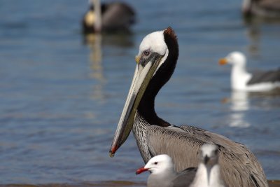 pelican