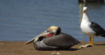 pelican2