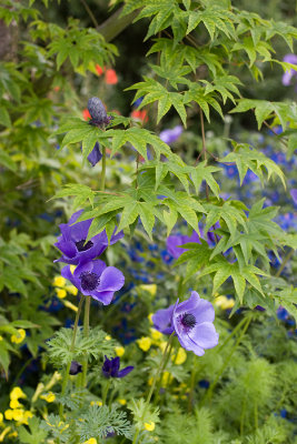 anemones with  japanese maple
