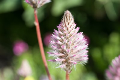 ptilotus 'joey'