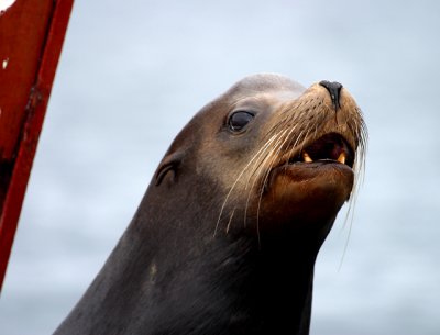 lobo marino