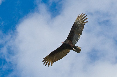 Turkey Vulture