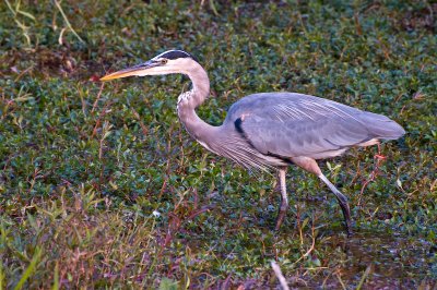 Great Blue Heron 2