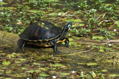 Peninsular Cooter 2