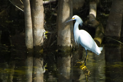 Snowy Egret 4