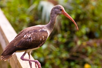 Juvenile White Ibis