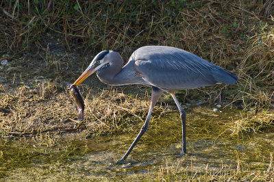 Great Blue Heron 3