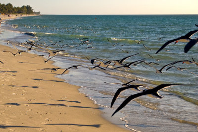 Black Skimmers