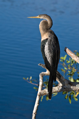 Anhinga 3