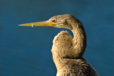 Anhinga 2