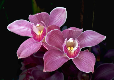Beautiful Twins