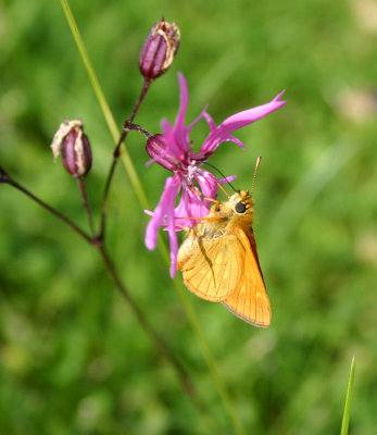 Small Skipper (Thymelicus sylvestris)