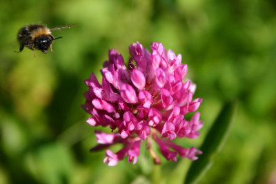 Bumble Bee Approach  ( Bombus terrestris)