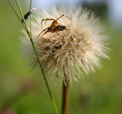 Spider taking a break