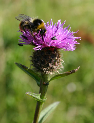 Bumble Bee (Bombus terrestris)