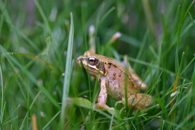 Common frog (Rana temporaria)