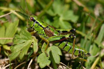Grasshopper