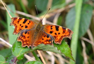 Large Tortoiseshell butterfly (Nymphalis polychloros)