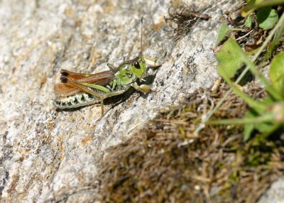 Grasshopper