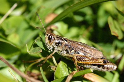 Grasshopper
