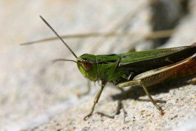 Grasshopper close-up