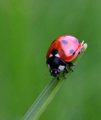 5-Spot Ladybird (Coccinella quinquepunctata)