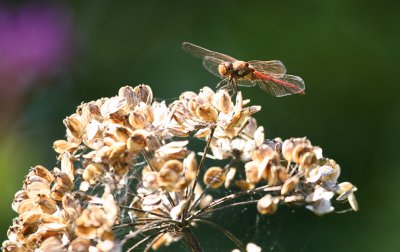 Common Darter (Sympetrum striolatum)