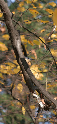 Nuthatch in hiding