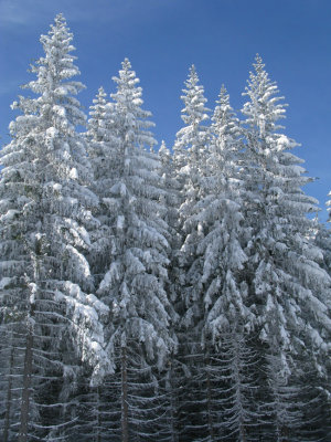 Snow on the trees