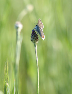 Chalkhill Blue (Lysandra coridon)