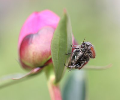 Mating European chafers (Rhizotrogus majalis)
