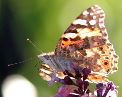 Painted Lady (Vanessa Cardui)