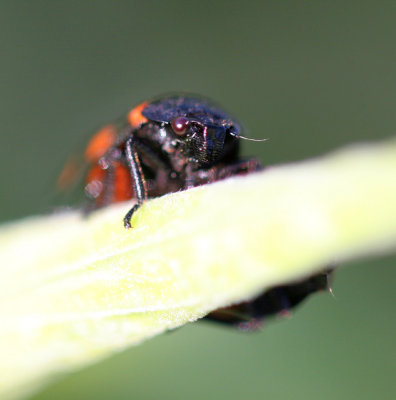 Spittlebug close-up (Cercopis sanguinolenta)