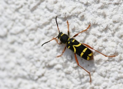 Wasp beetle (Clytus arietis)