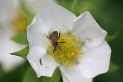 Weevil (unidentified species)