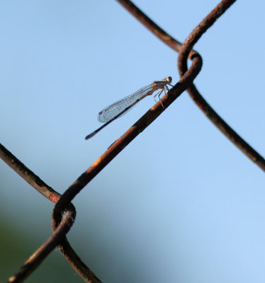 White-legged Damselfly (Platycnemis pennipes)