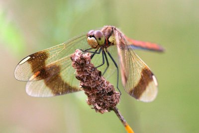 dRAGONFLY.jpg