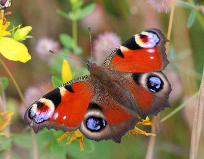 Butterfly.jpg