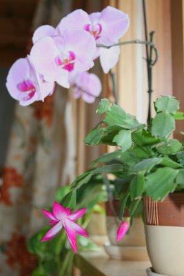 orchids in the window