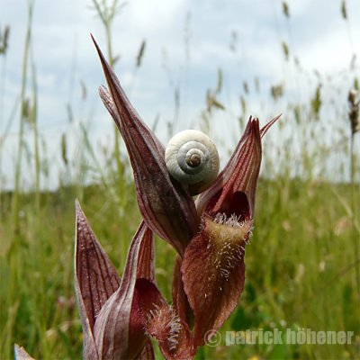 serapiasvomeracea.jpg