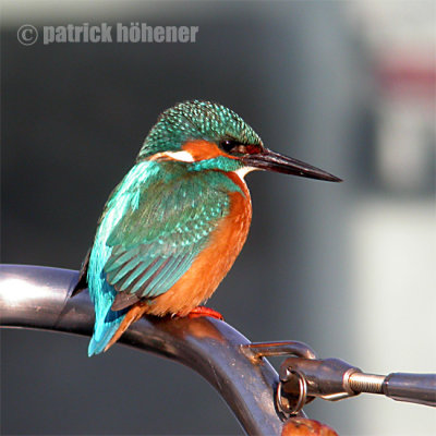 eisvogel2.jpg