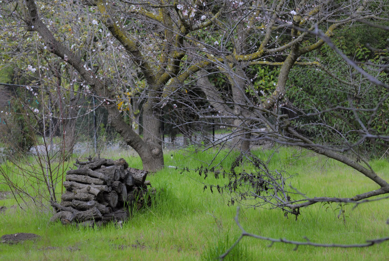 Orchard woodpile