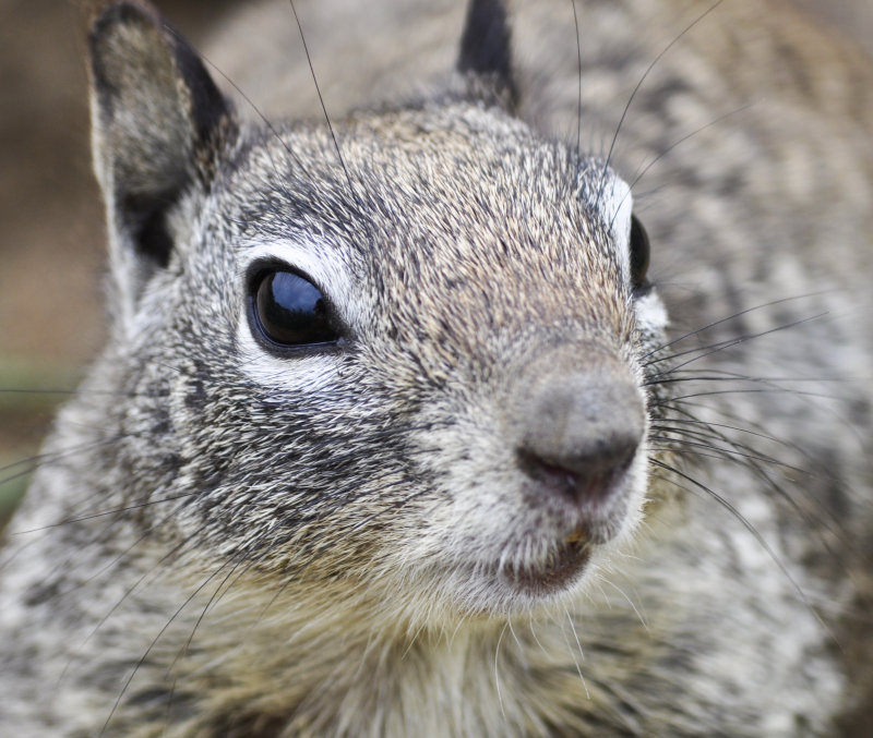 Squirrel close up.jpg