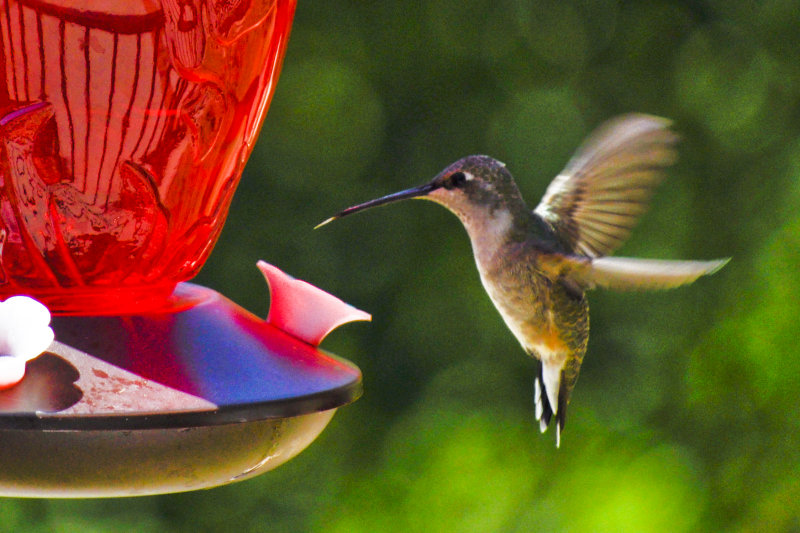 Hummer with tongue out